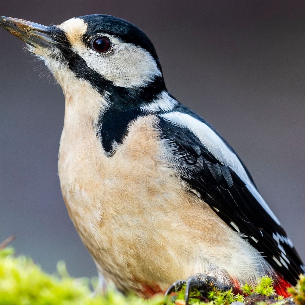 Meet your Posher, Jackson